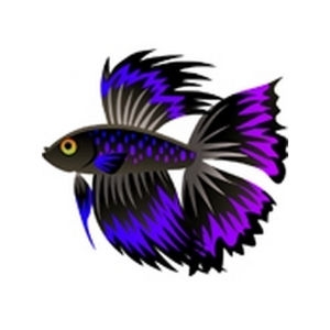 Purple-Blue BF Betta